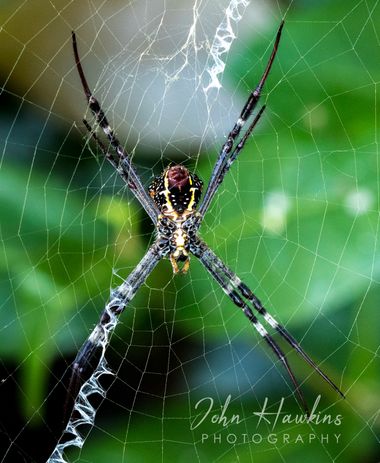 Business end of St Andrews Cross Spider