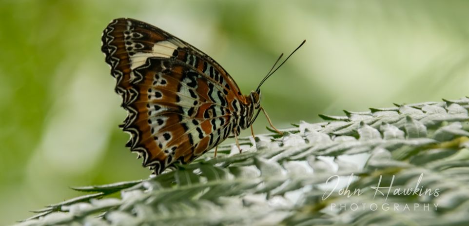 Northern Queensland Moth