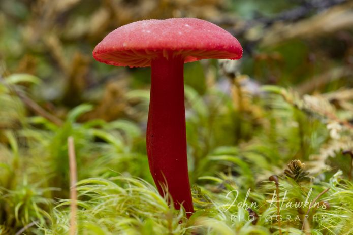 Red Boyle River Fungi