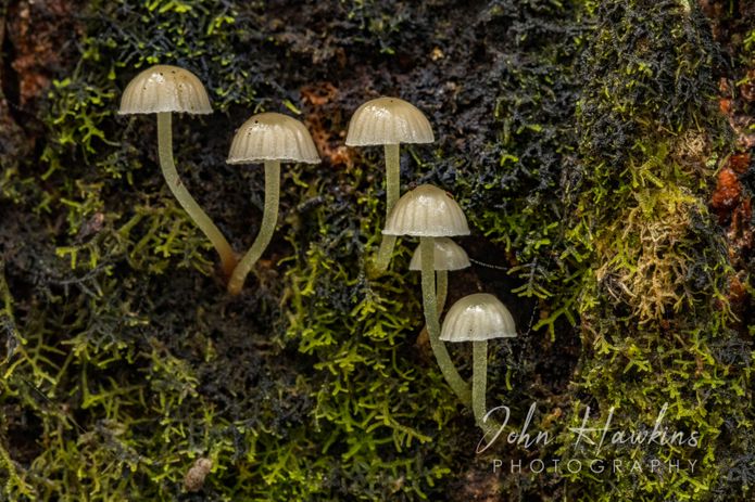 White Boyle River Fungi